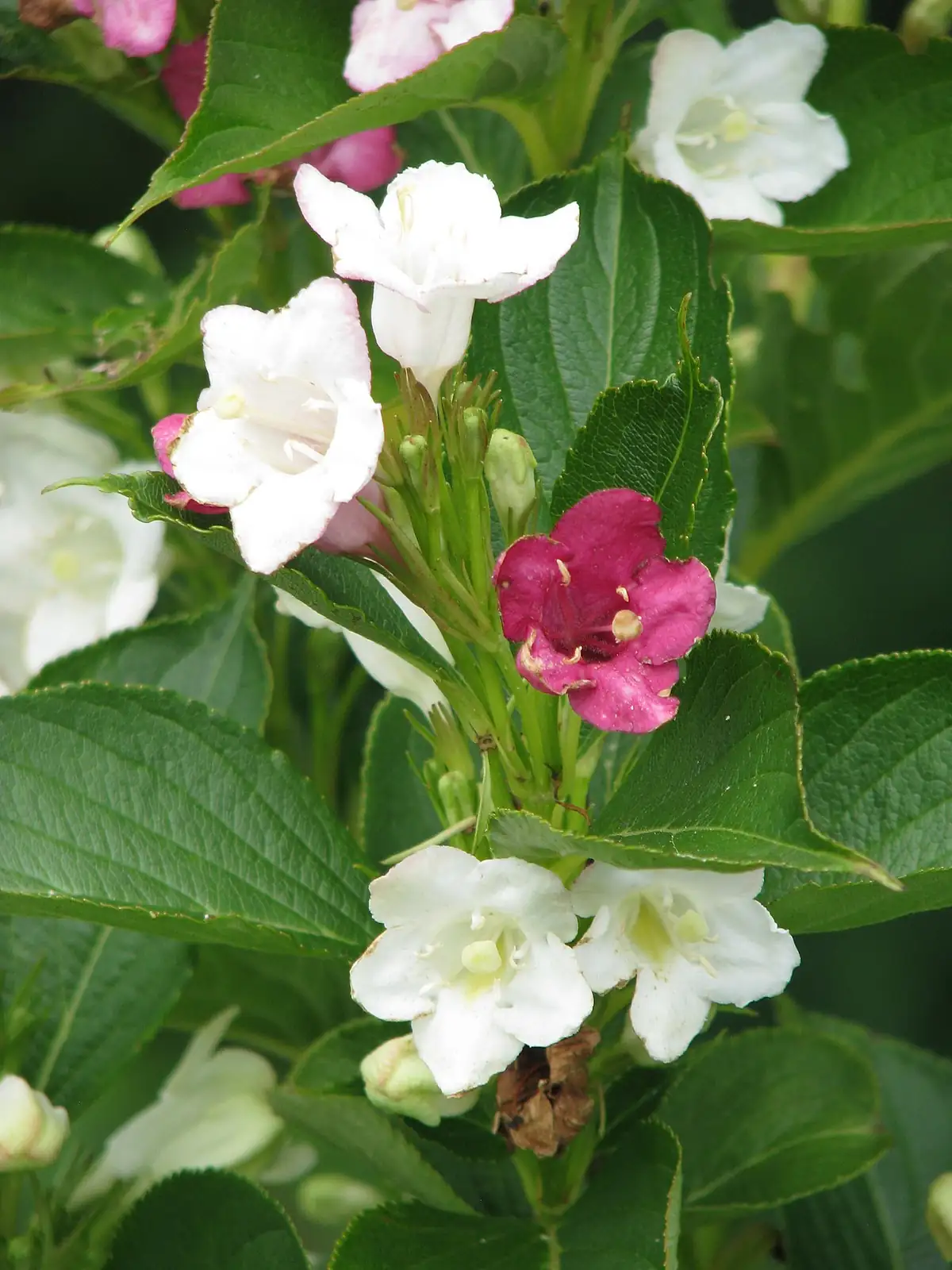 海仙花 (Weigela coraeensis) — 更多视角