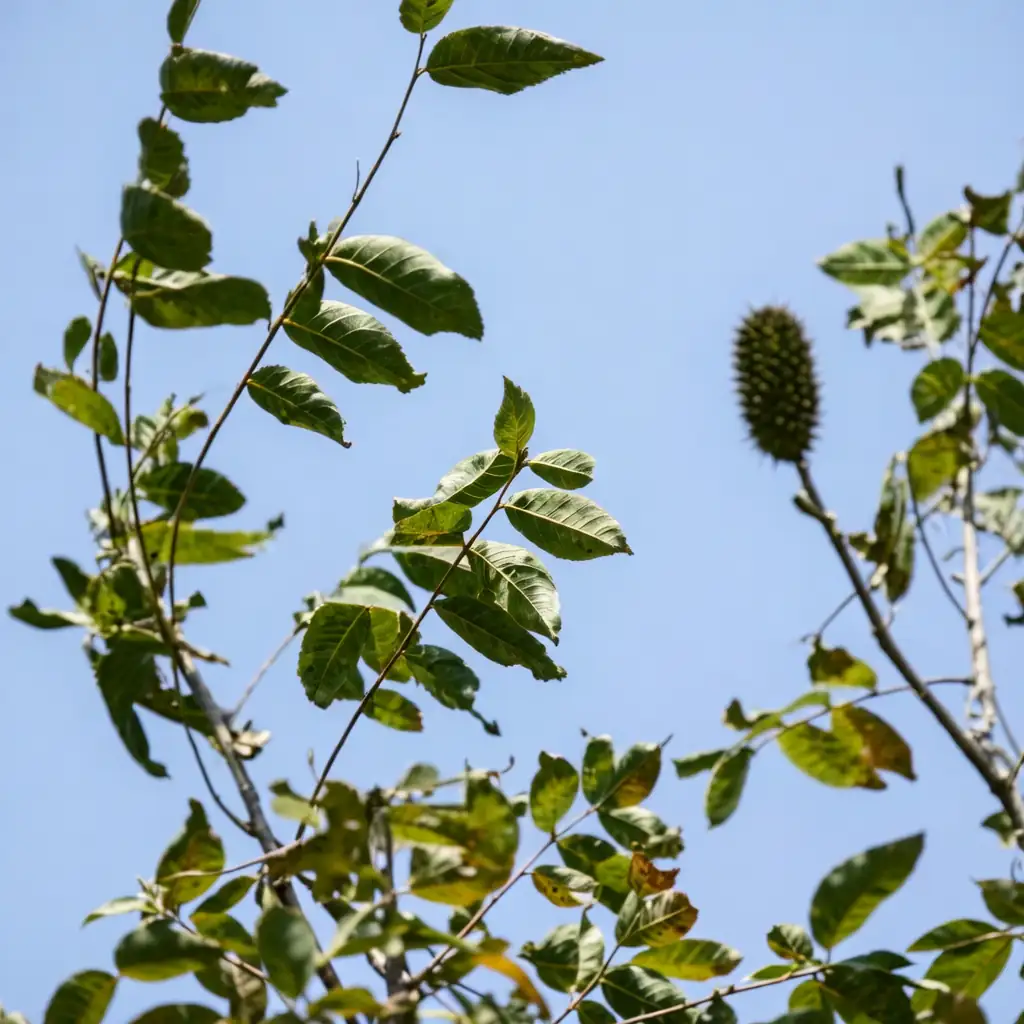 化香树 (Platycarya strobilacea) — 更多视角