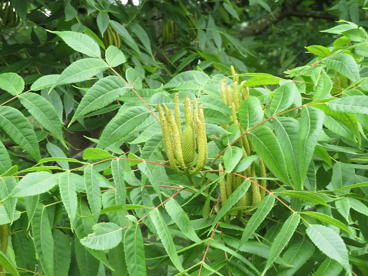 化香树 (Platycarya strobilacea) — 特写