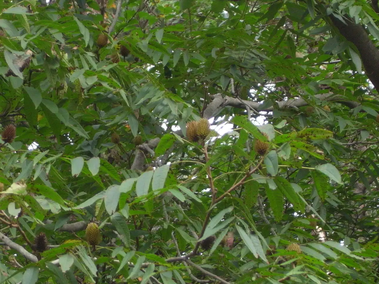 化香树 (Platycarya strobilacea) — 环境展示