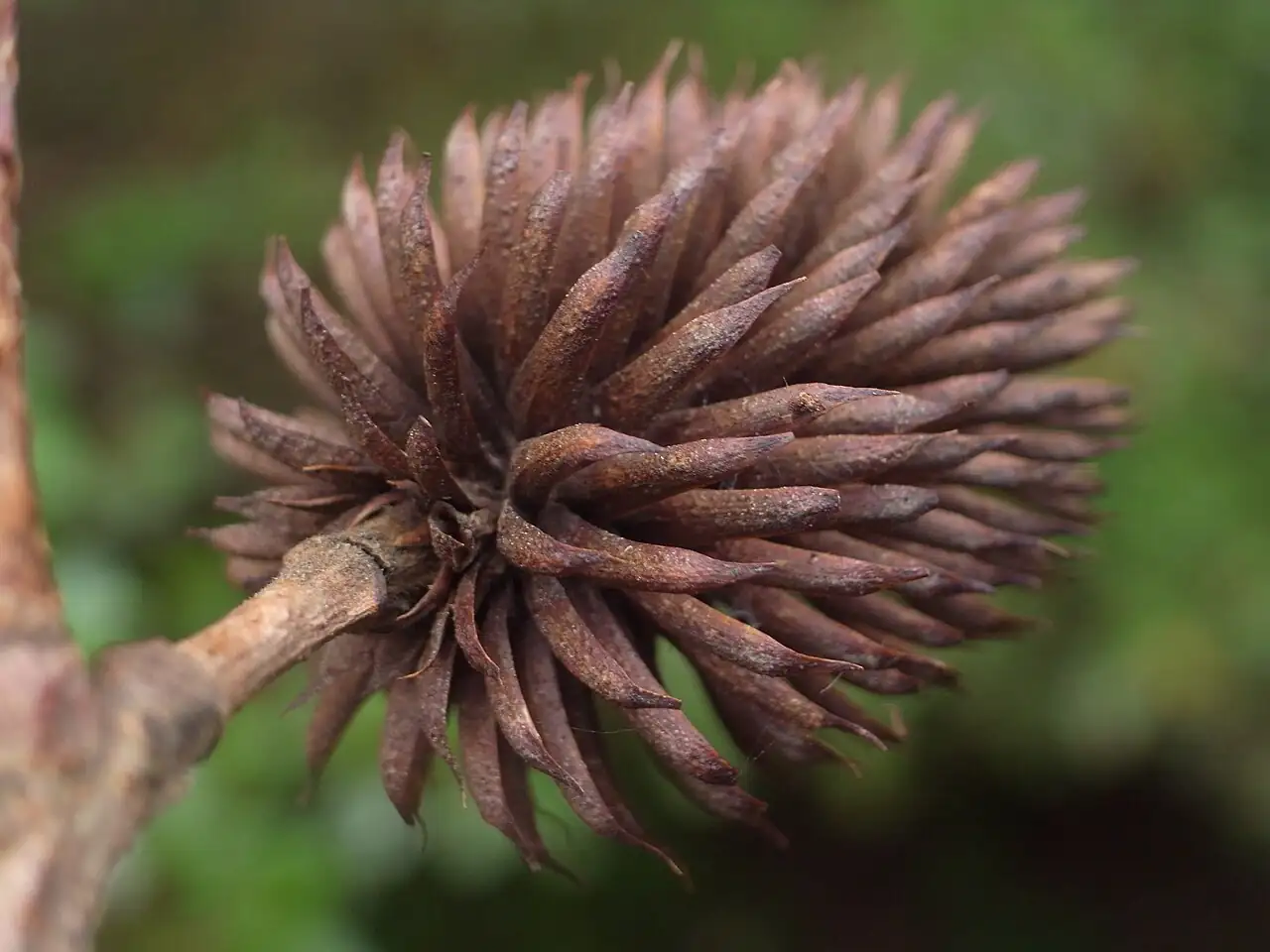 化香树 (Platycarya strobilacea) — 主图