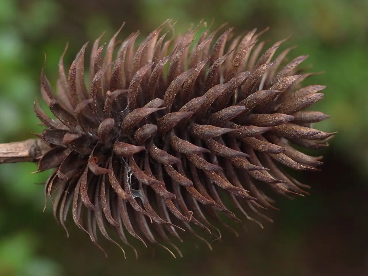 化香树 (Platycarya strobilacea) — 细节