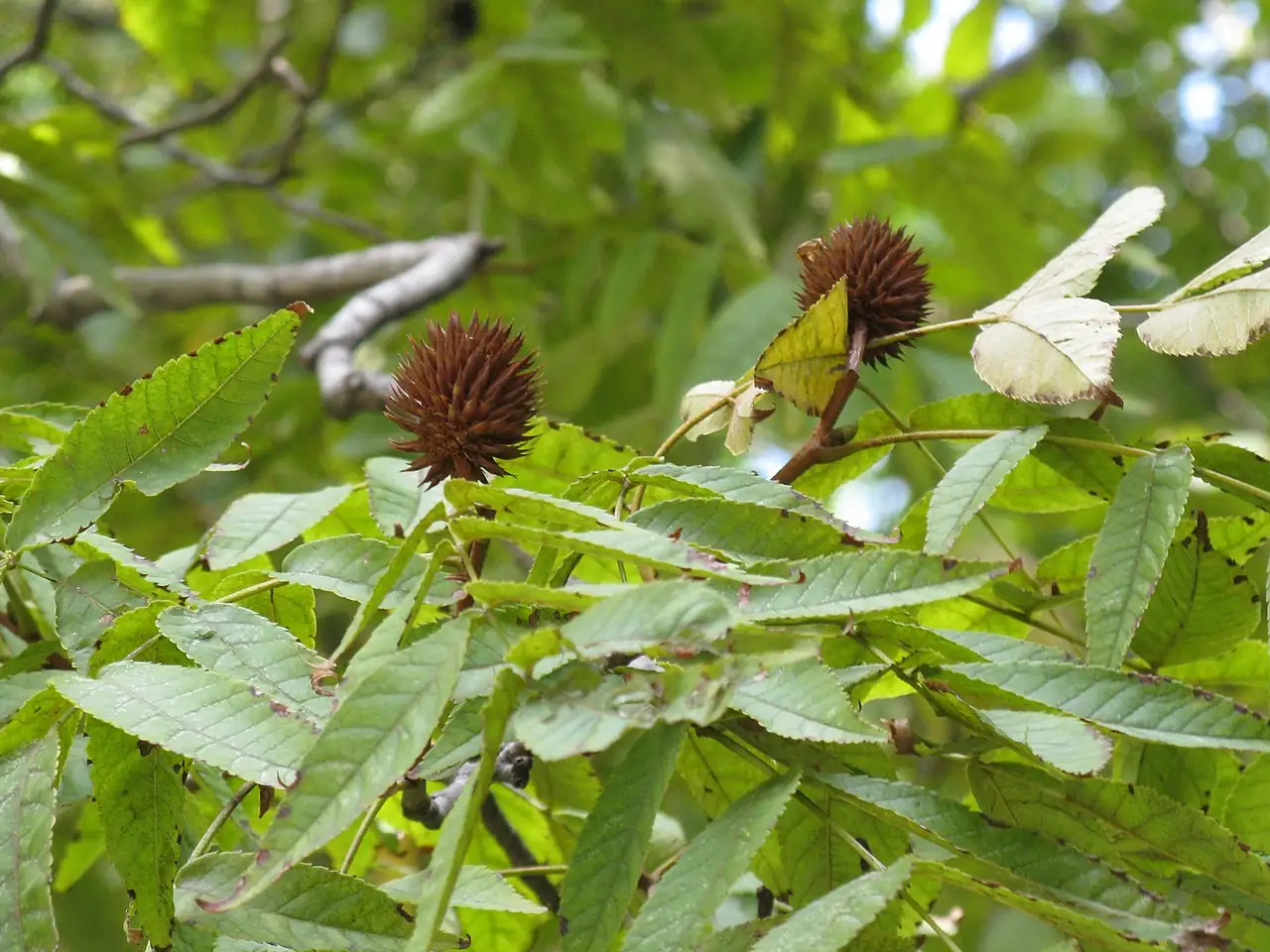 化香树 (Platycarya strobilacea) — 更多视角
