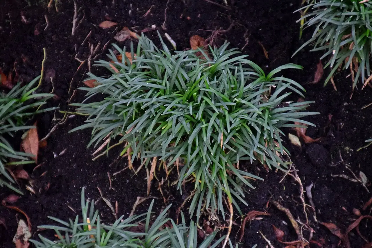 麦冬 (Ophiopogon japonicus) — 更多视角
