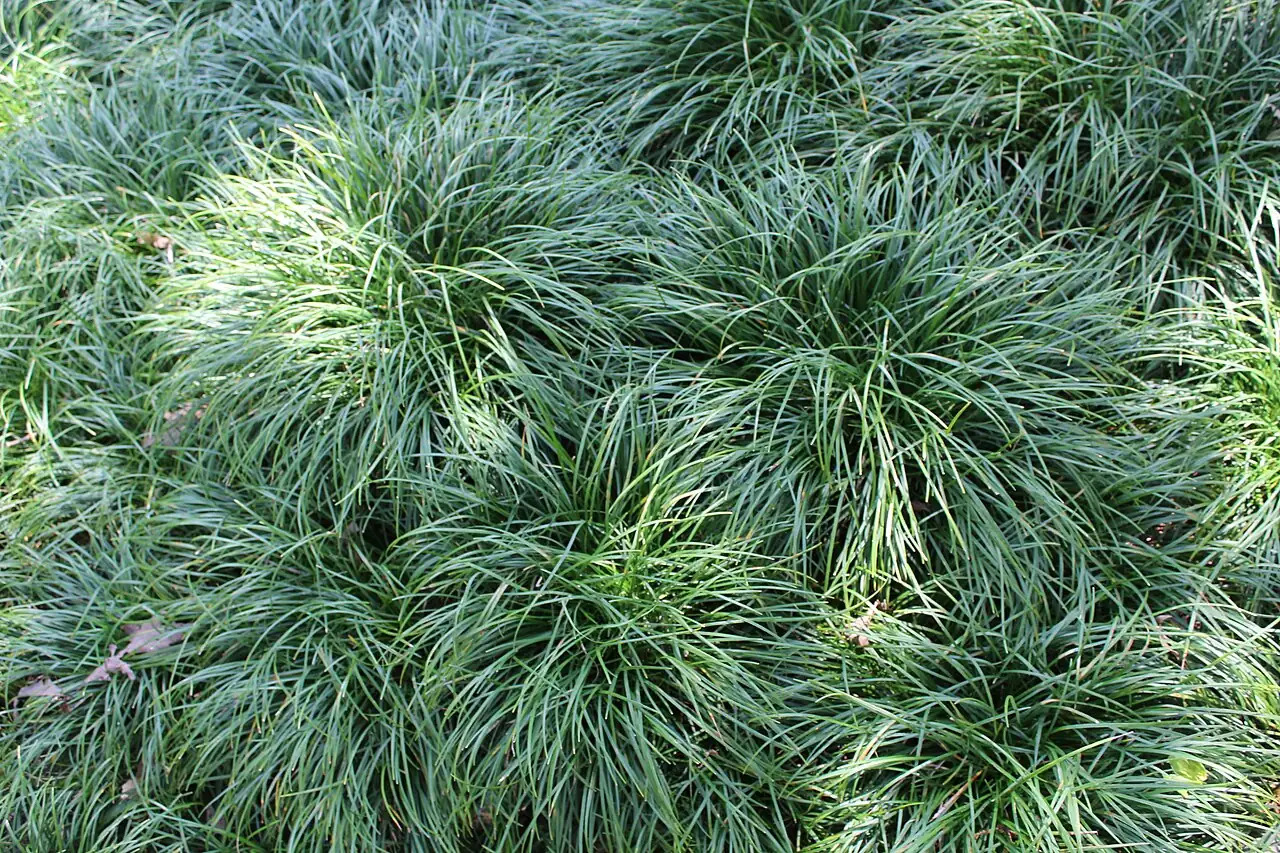 麦冬 (Ophiopogon japonicus) — 更多视角