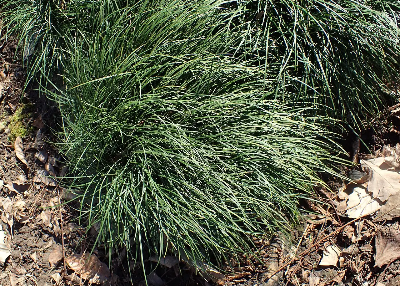 麦冬 (Ophiopogon japonicus) — 更多视角