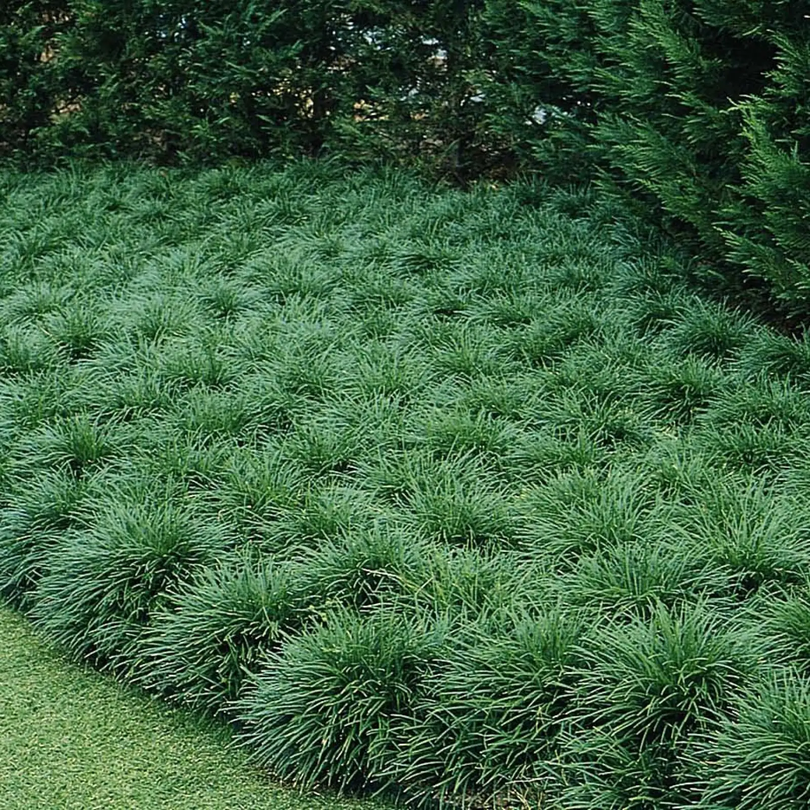 麦冬 (Ophiopogon japonicus) — 主图
