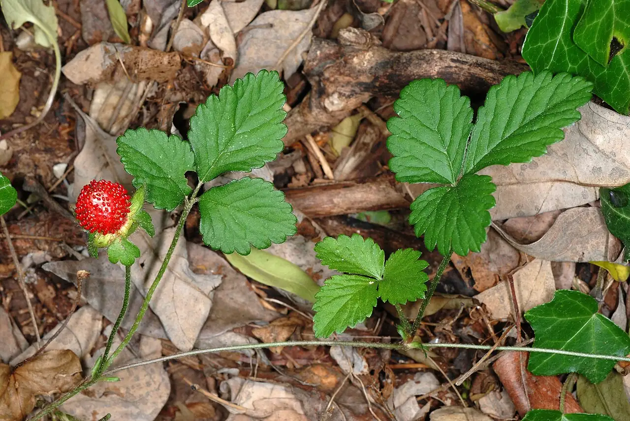 蛇莓 (Duchesnea indica) — 特写