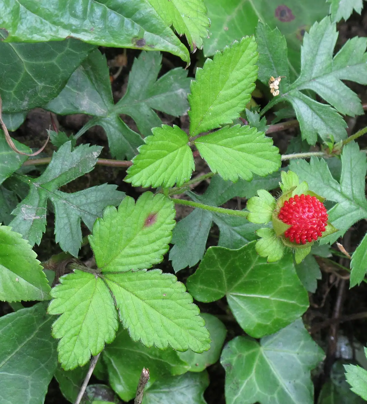 蛇莓 (Duchesnea indica) — 细节