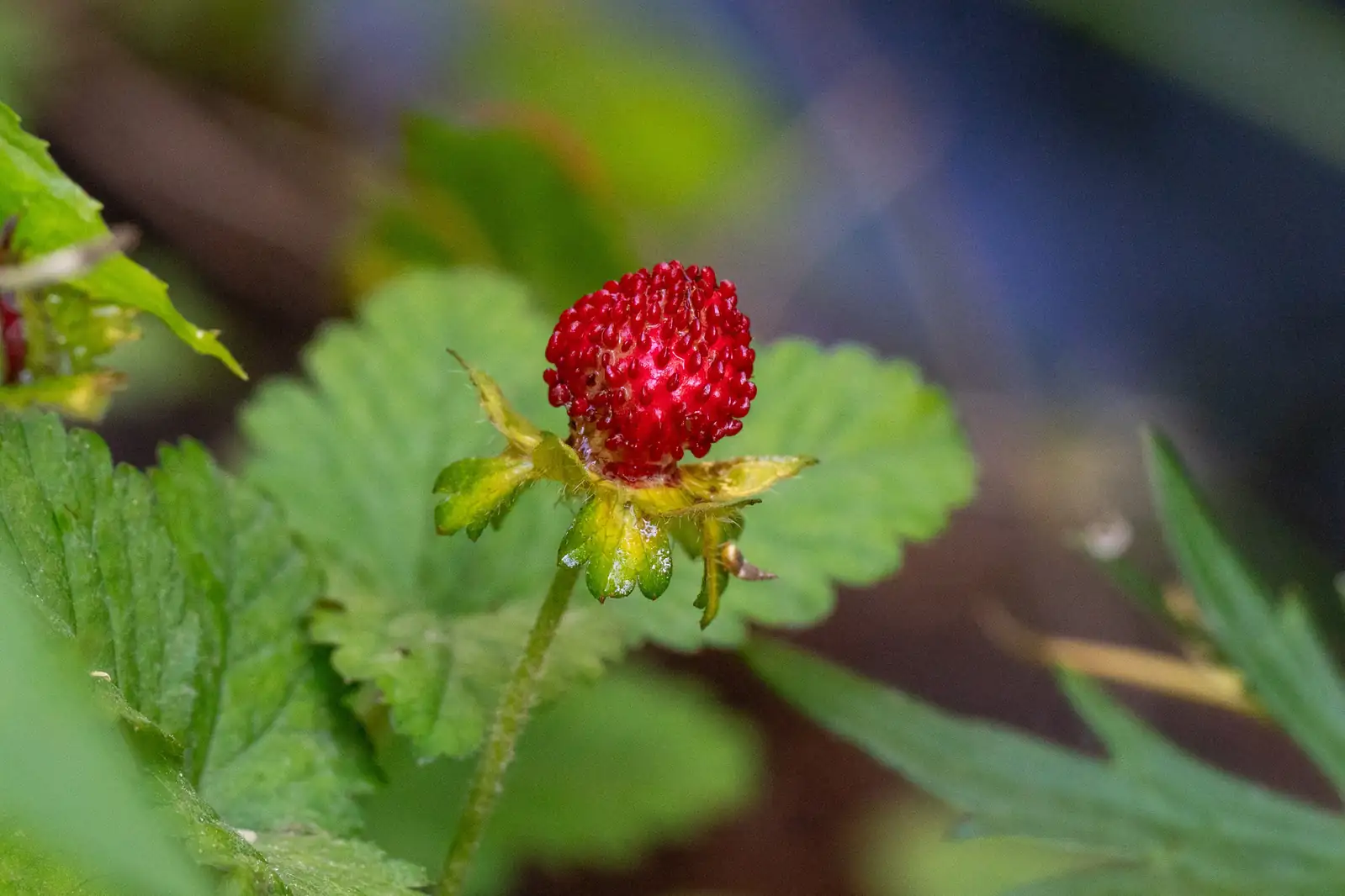蛇莓 (Duchesnea indica) — 环境展示