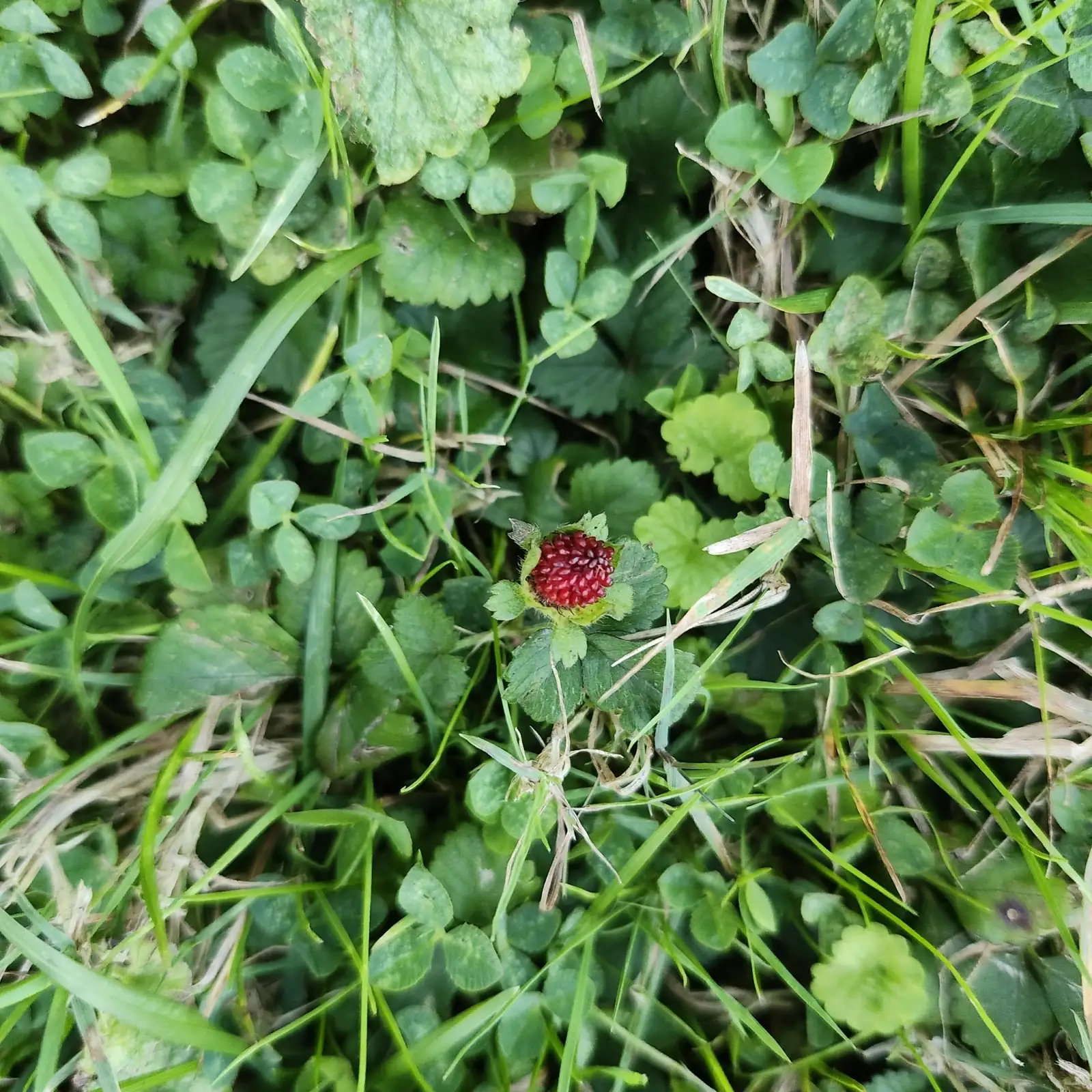 蛇莓 (Duchesnea indica) — 主图