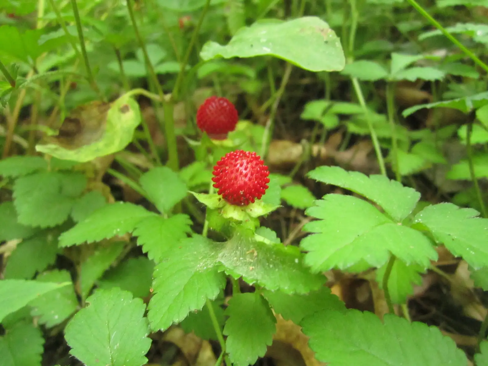蛇莓 (Duchesnea indica) — 更多视角