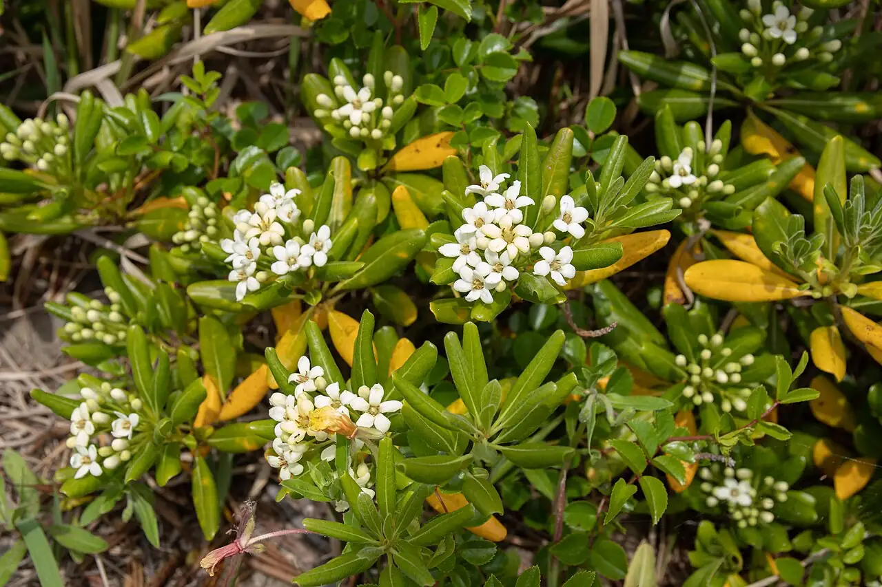 海桐 (Pittosporum tobira) — 特写