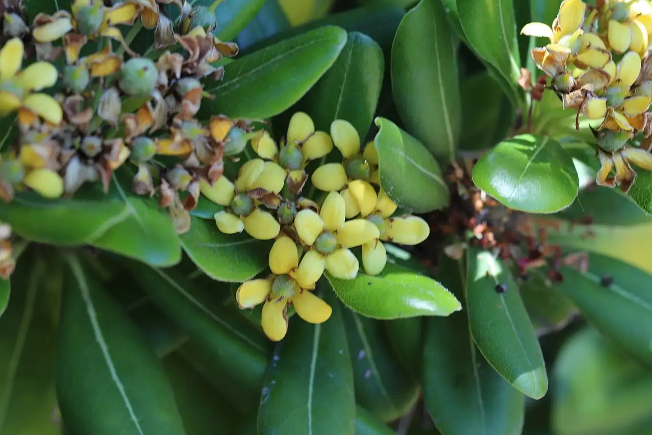 海桐 (Pittosporum tobira) — 环境展示