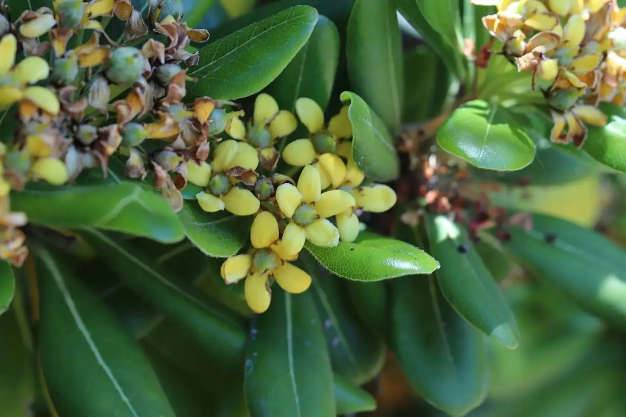 海桐 (Pittosporum tobira) — 更多视角