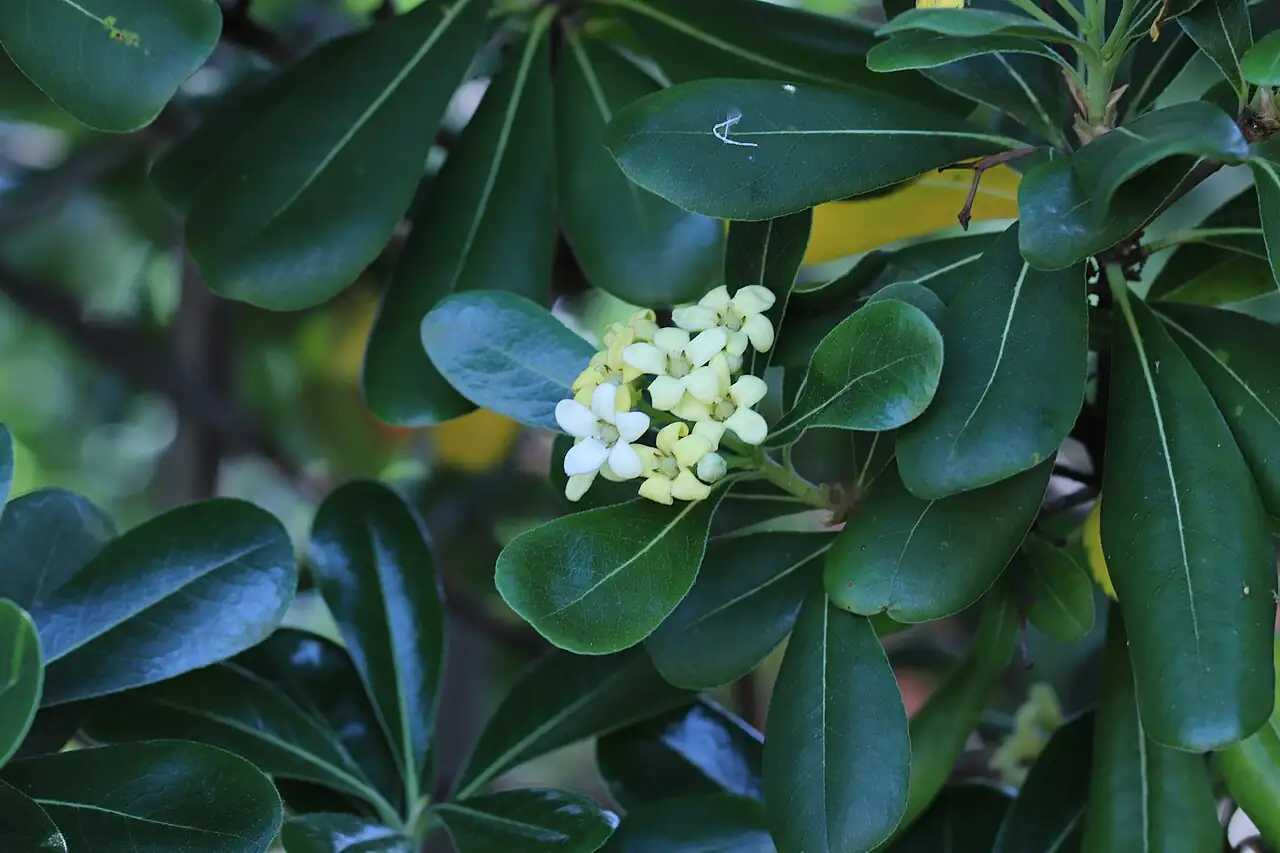 海桐 (Pittosporum tobira) — 更多视角
