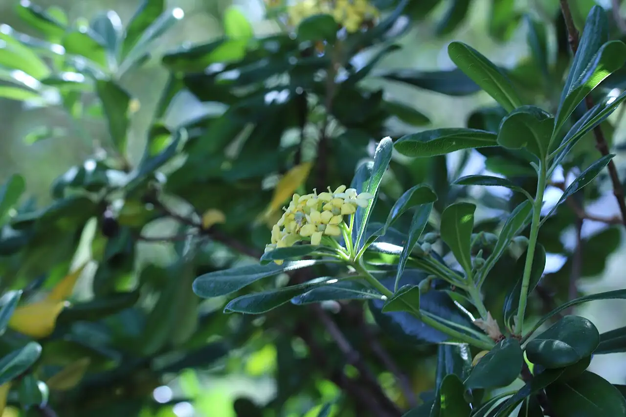 海桐 (Pittosporum tobira) — 更多视角