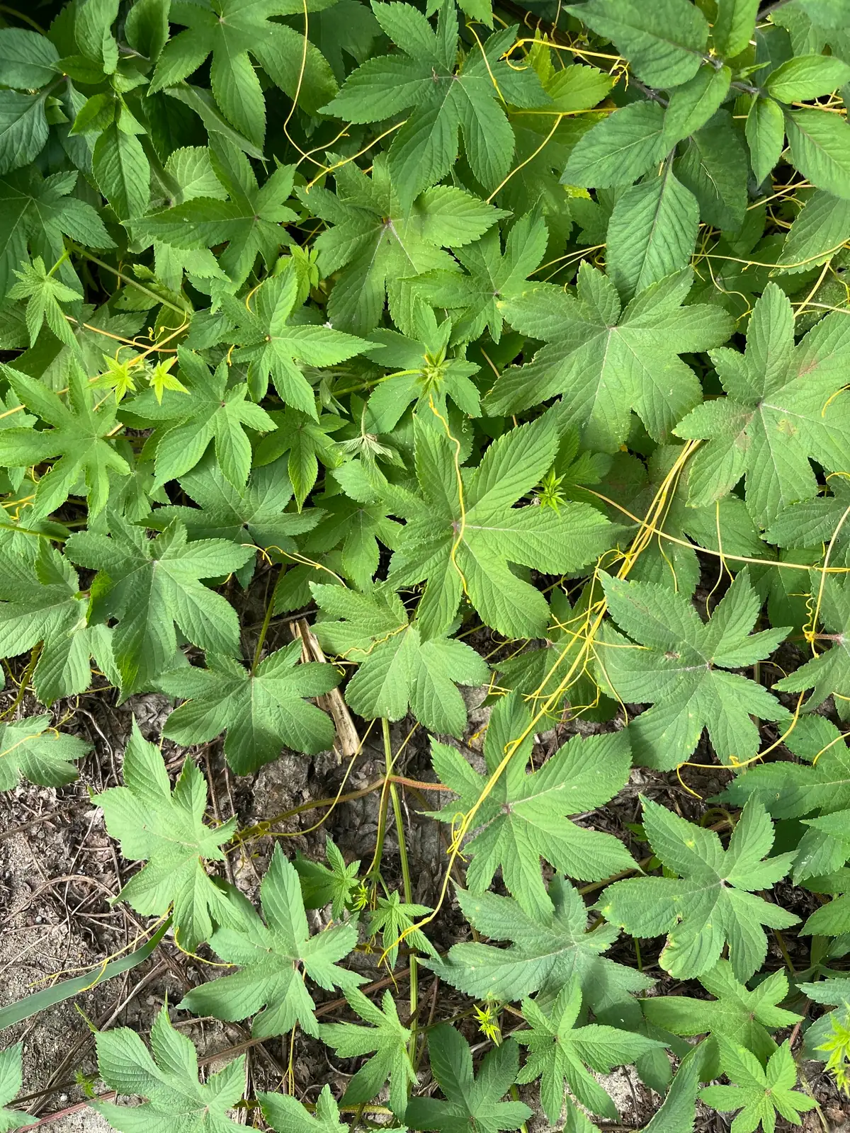 葎草 (Humulus scandens) — 主图