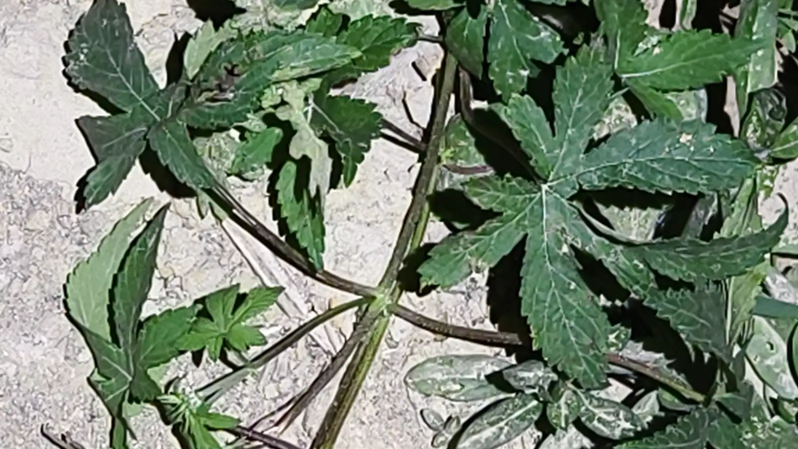 葎草 (Humulus scandens) — 环境展示