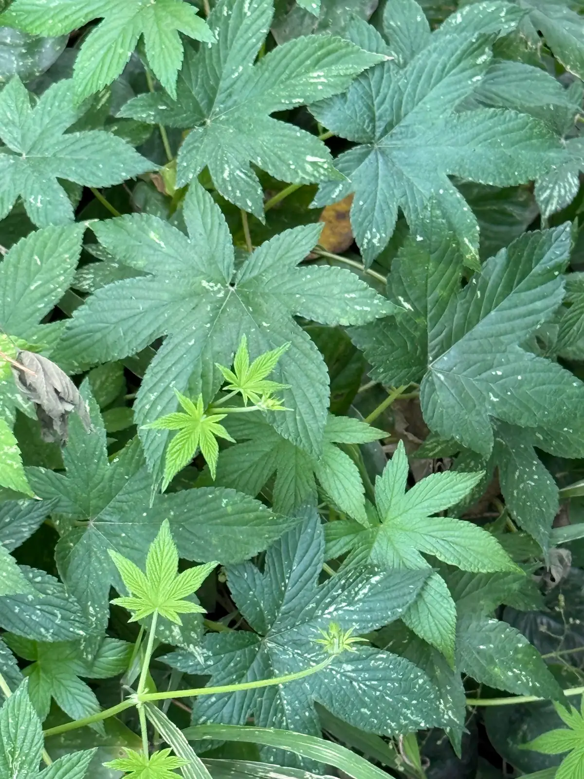 葎草 (Humulus scandens) — 更多视角