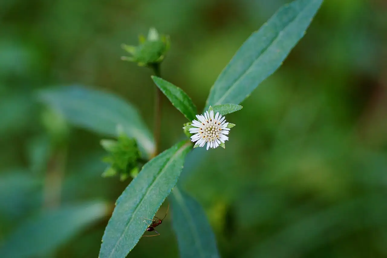 鳢肠 (Eclipta prostrata) — 主图