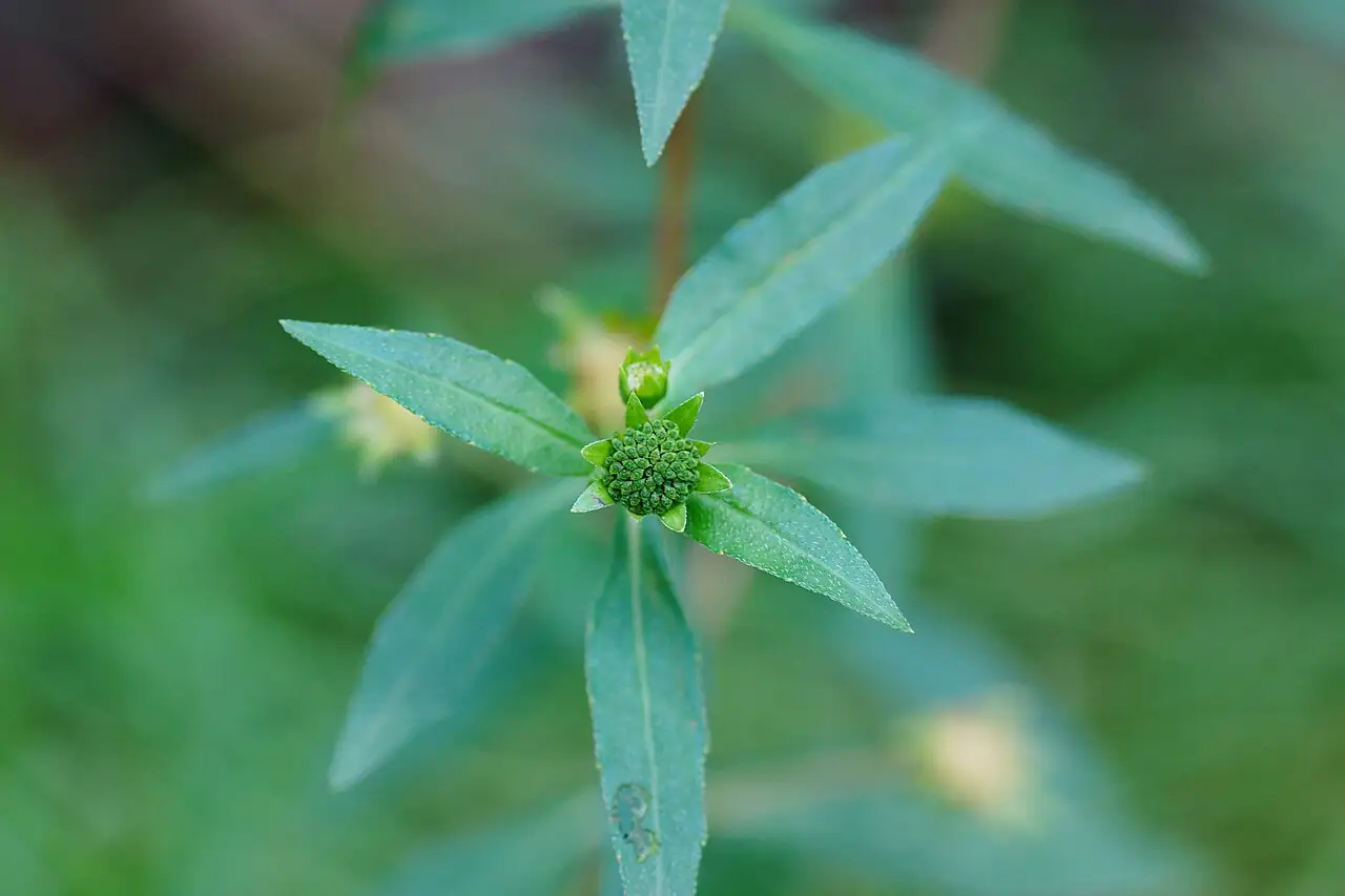 鳢肠 (Eclipta prostrata) — 细节
