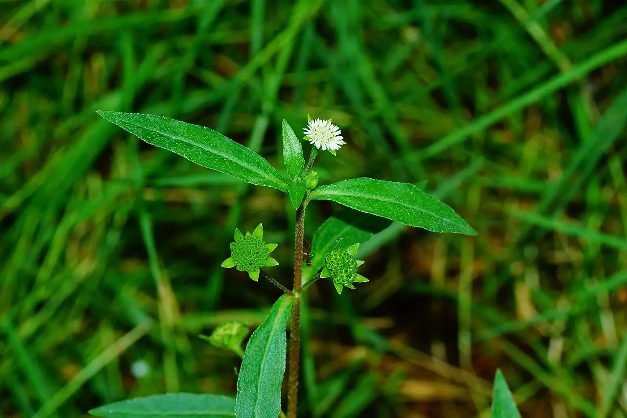 鳢肠 (Eclipta prostrata) — 特写