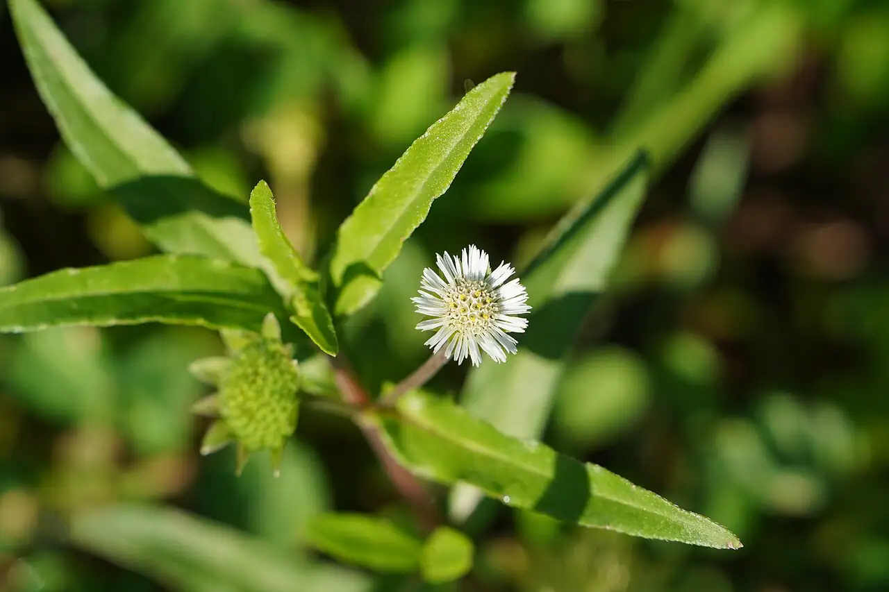 鳢肠 (Eclipta prostrata) — 环境展示