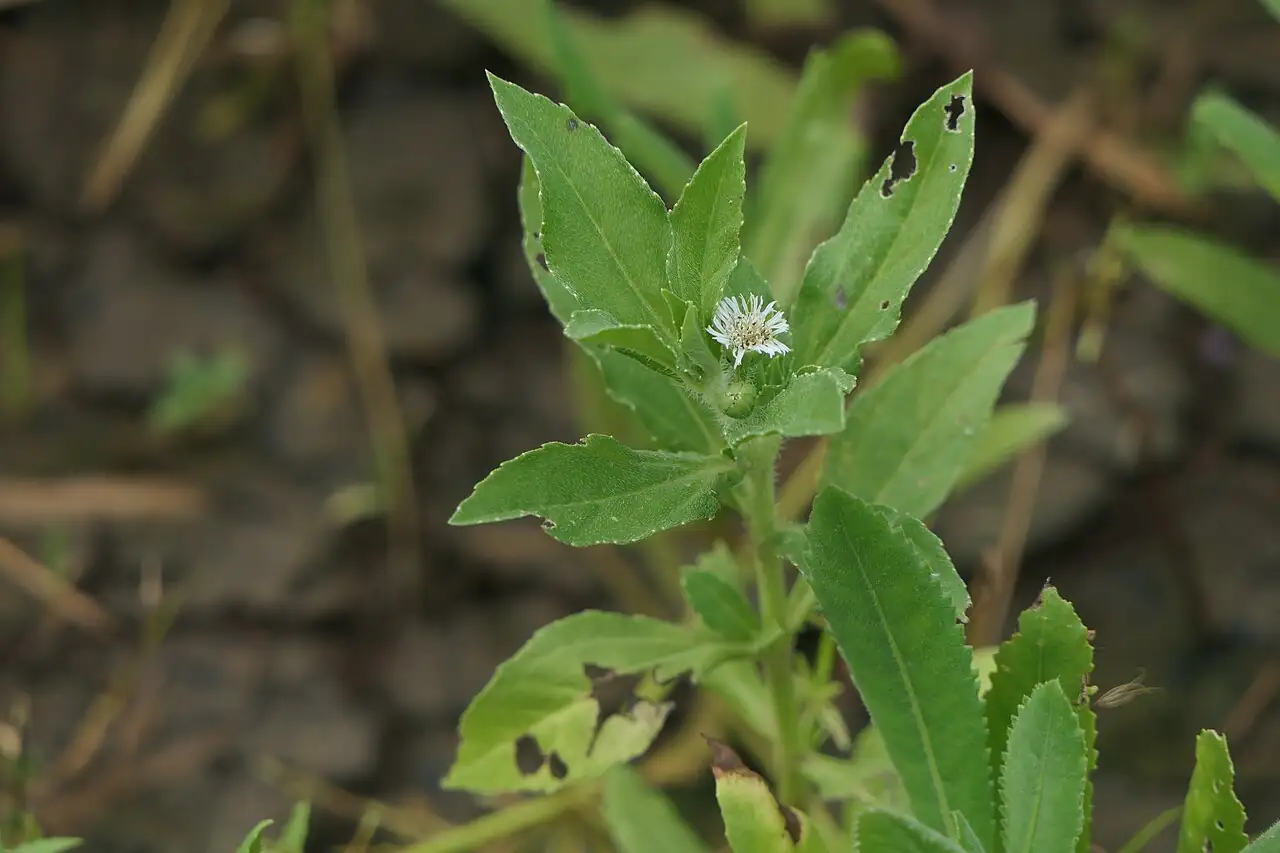 鳢肠 (Eclipta prostrata) — 更多视角