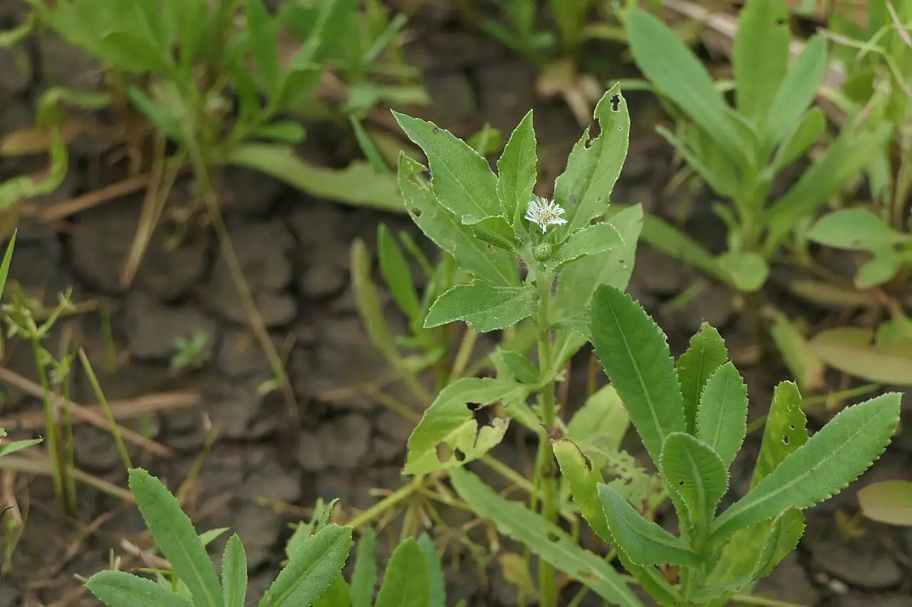 鳢肠 (Eclipta prostrata) — 更多视角