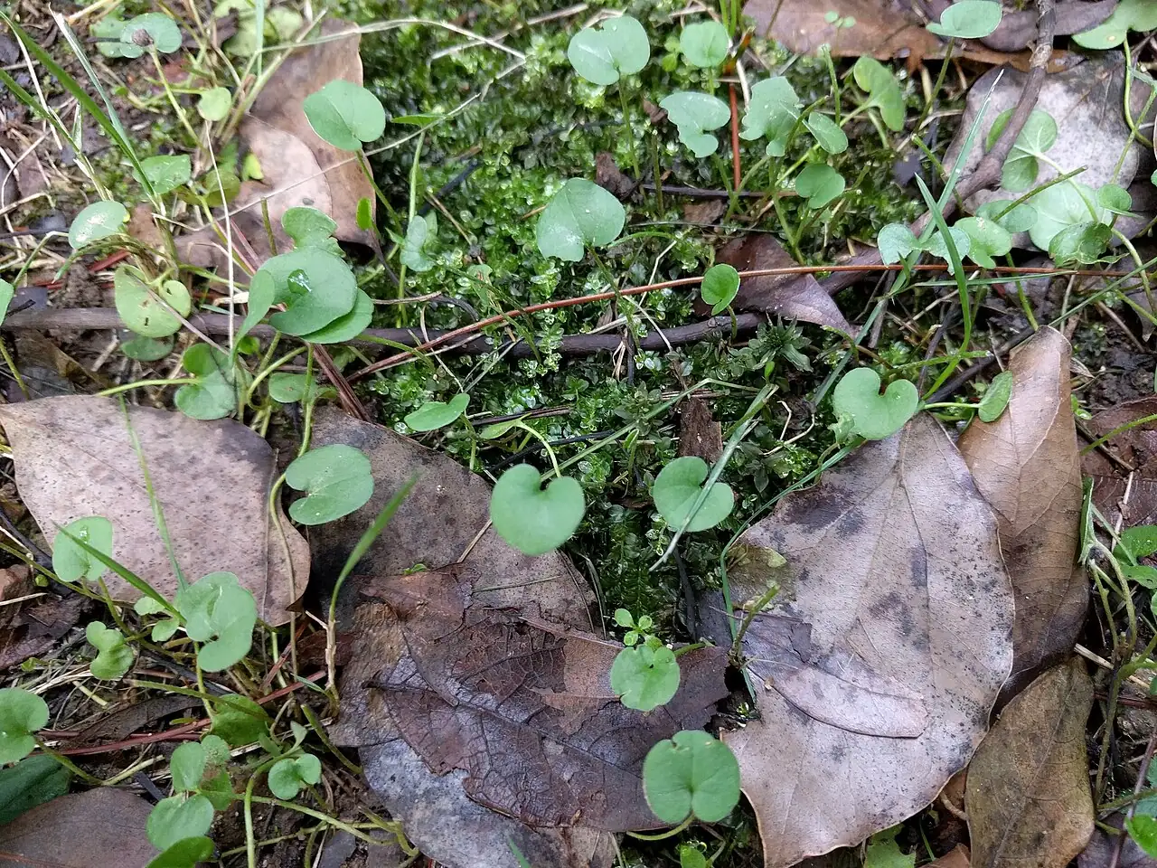 马蹄金 (Dichondra micrantha) — 特写