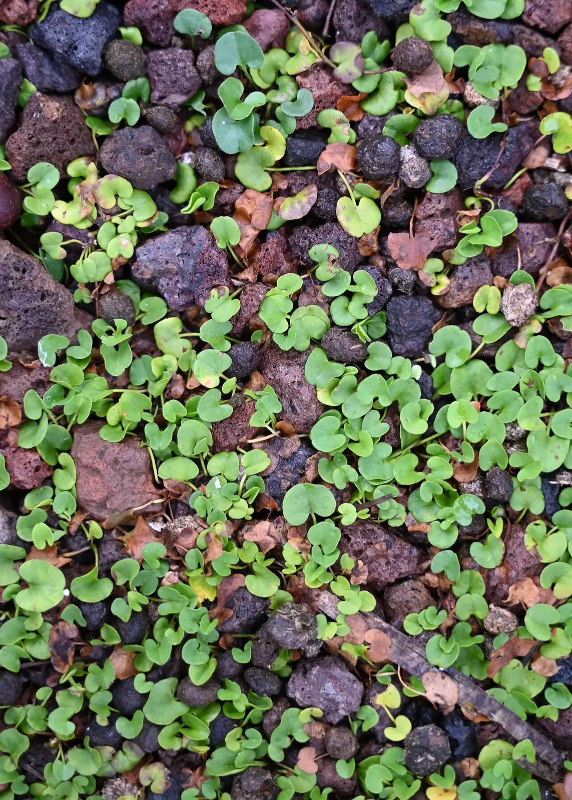 马蹄金 (Dichondra micrantha) — 环境展示