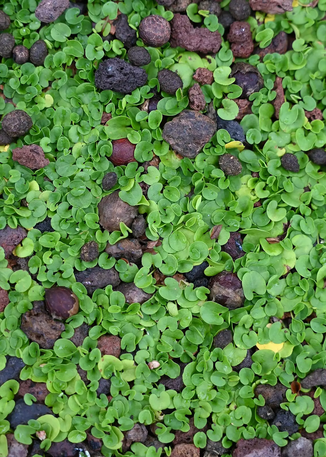 马蹄金 (Dichondra micrantha) — 更多视角