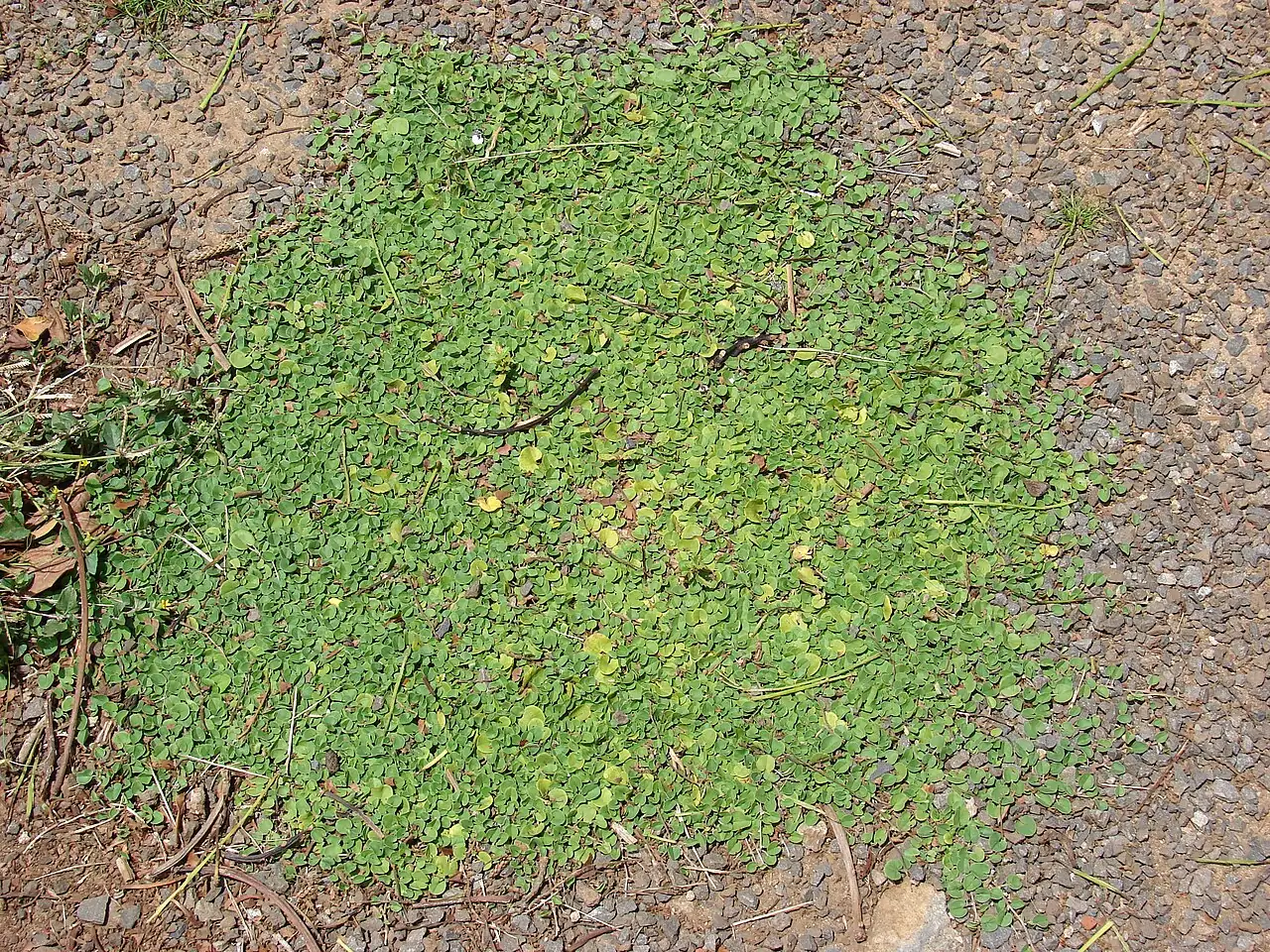 马蹄金 (Dichondra micrantha) — 更多视角