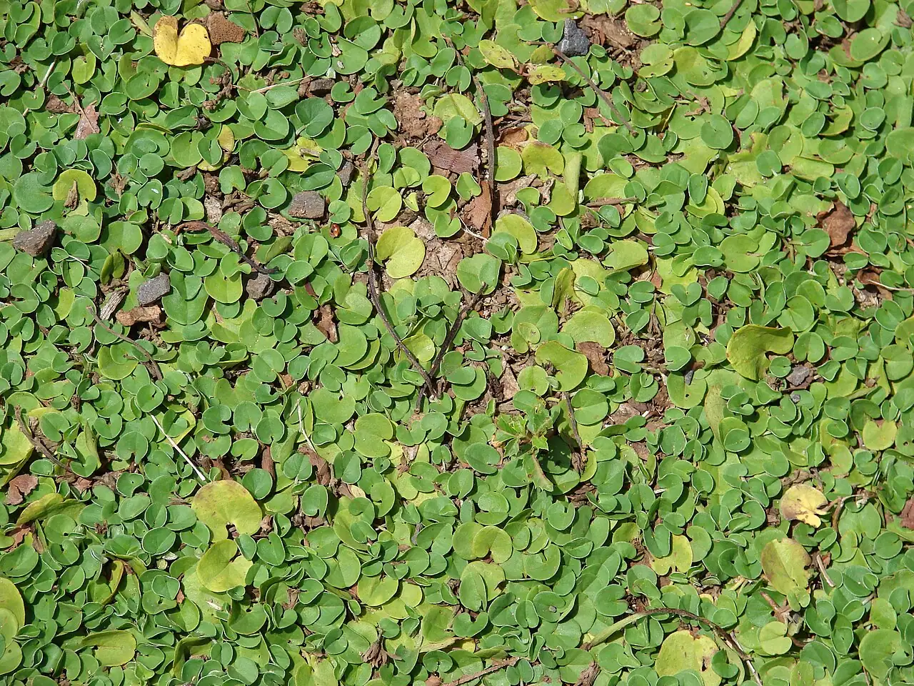 马蹄金 (Dichondra micrantha) — 更多视角
