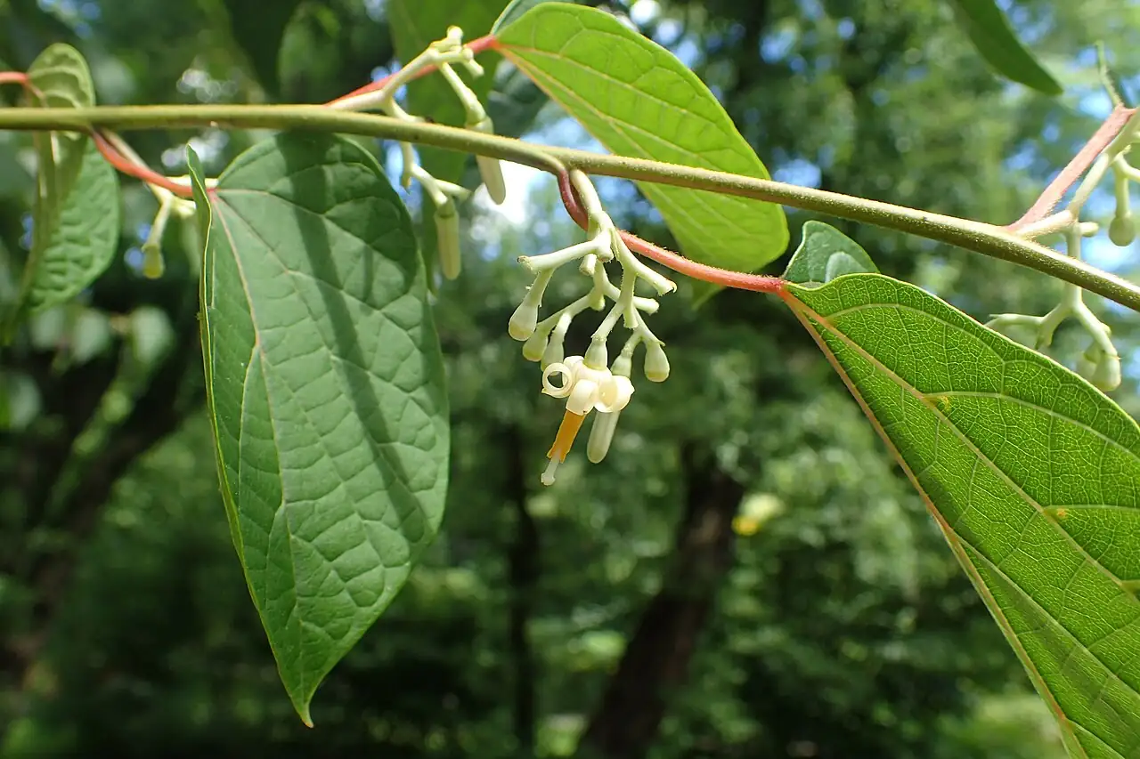 八角枫 (Alangium chinense) — 环境展示
