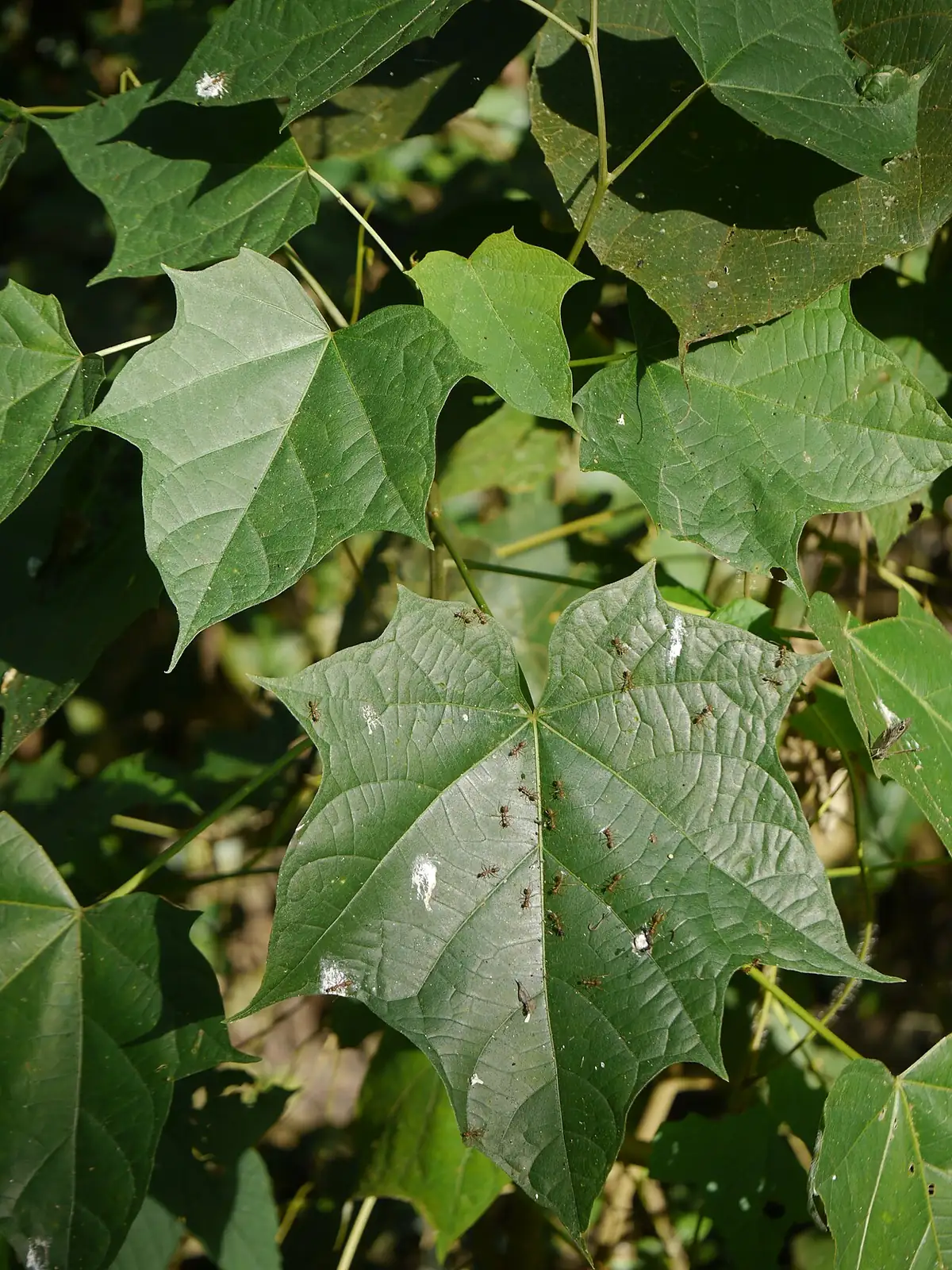 八角枫 (Alangium chinense) — 更多视角