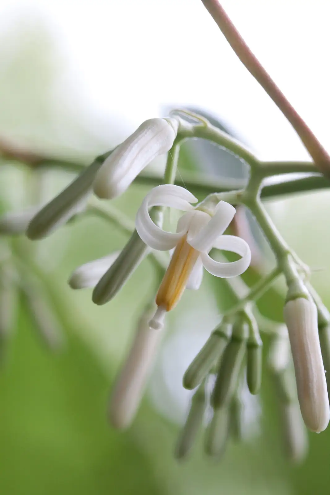 八角枫 (Alangium chinense) — 更多视角