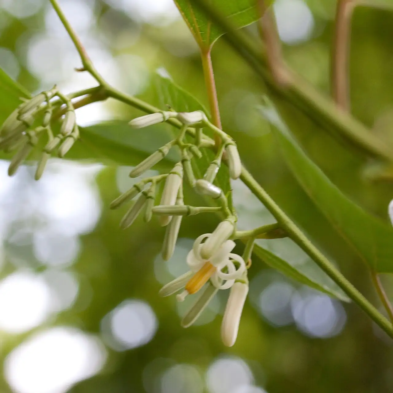 八角枫 (Alangium chinense) — 更多视角