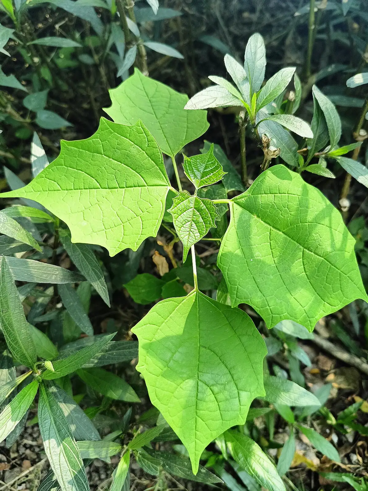 八角枫 (Alangium chinense) — 主图
