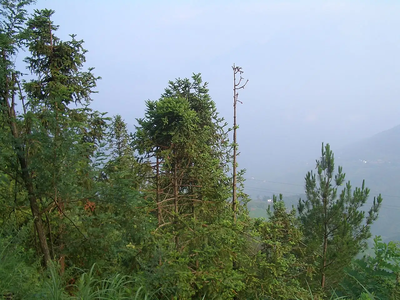 杉木 (Cunninghamia lanceolata) — 更多视角