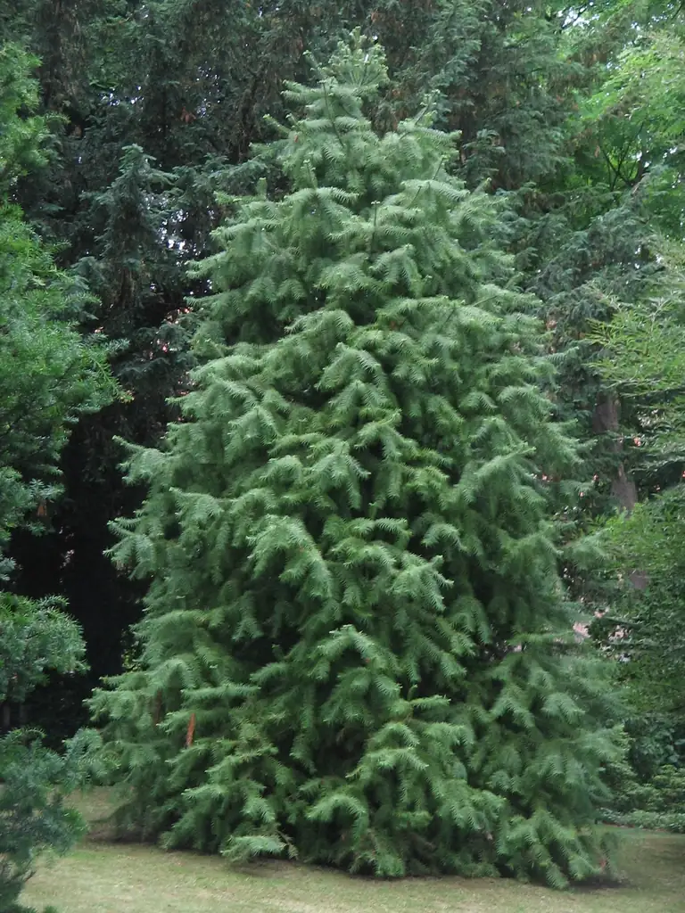 杉木 (Cunninghamia lanceolata) — 主图