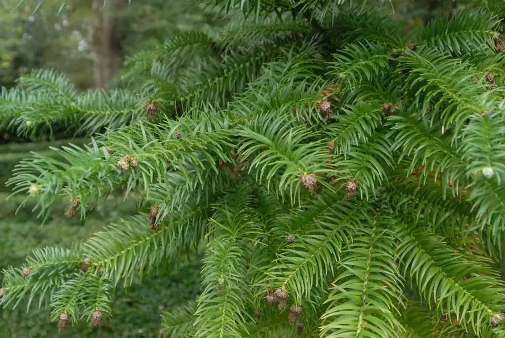 杉木 (Cunninghamia lanceolata) — 更多视角