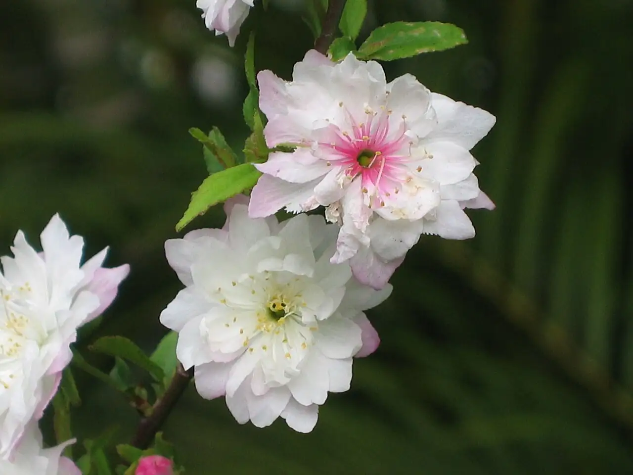 郁李 (Cerasus japonica) — 细节