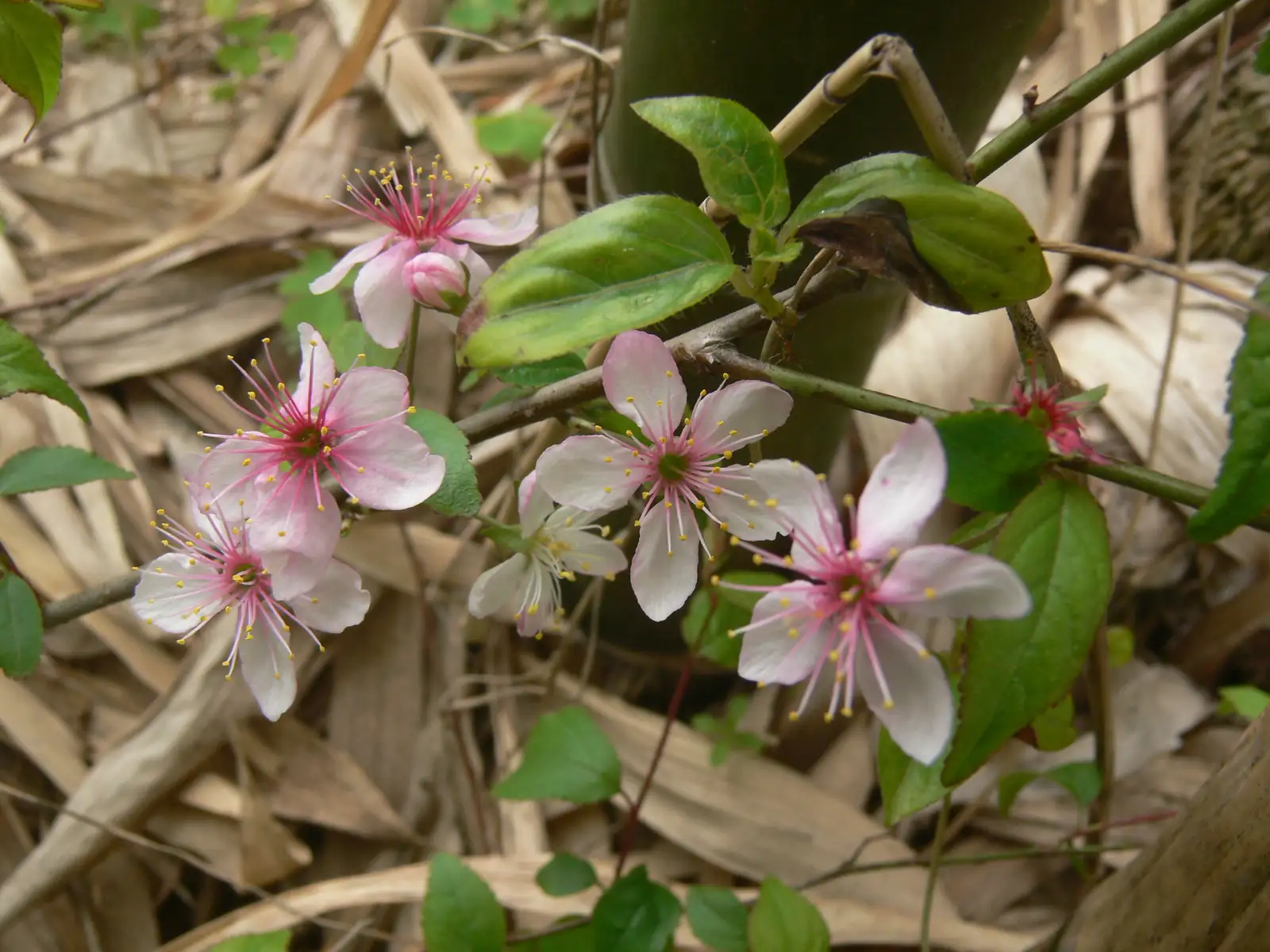 郁李 (Cerasus japonica) — 特写