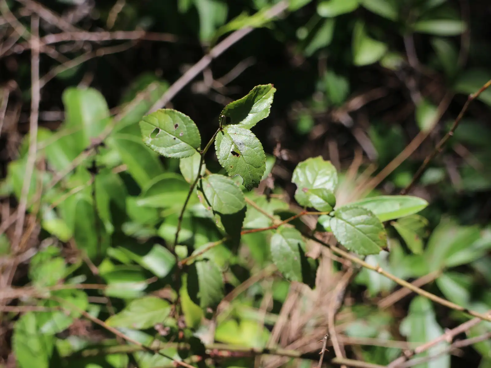 郁李 (Cerasus japonica) — 环境展示