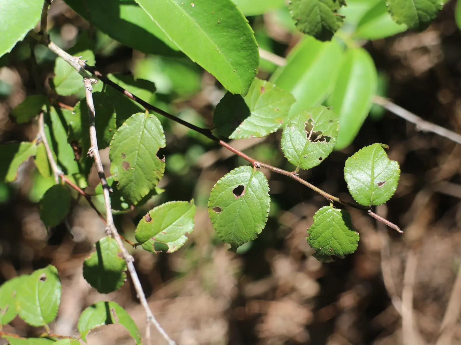 郁李 (Cerasus japonica) — 更多视角