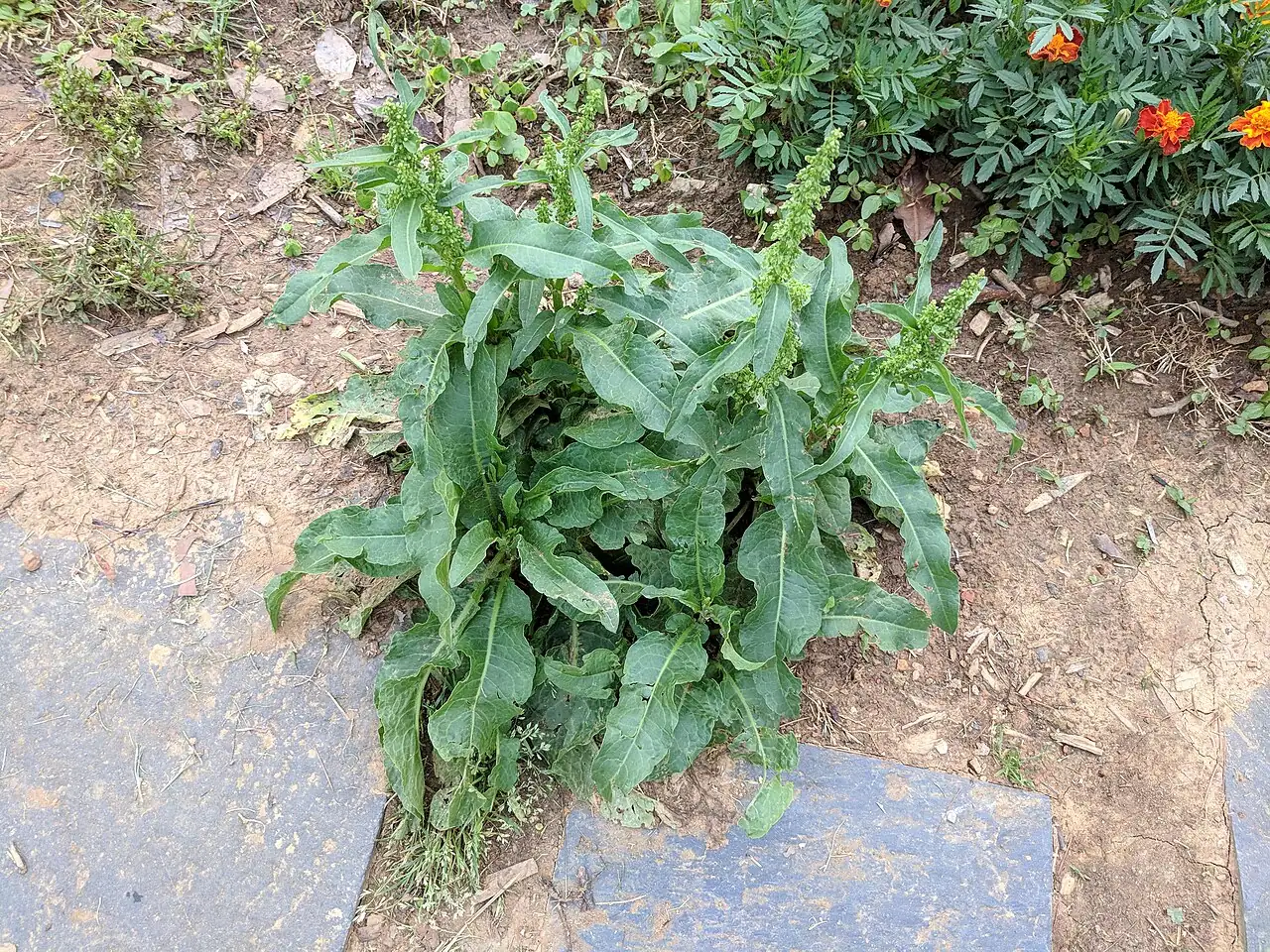 羊蹄 (Rumex japonicus) — 环境展示