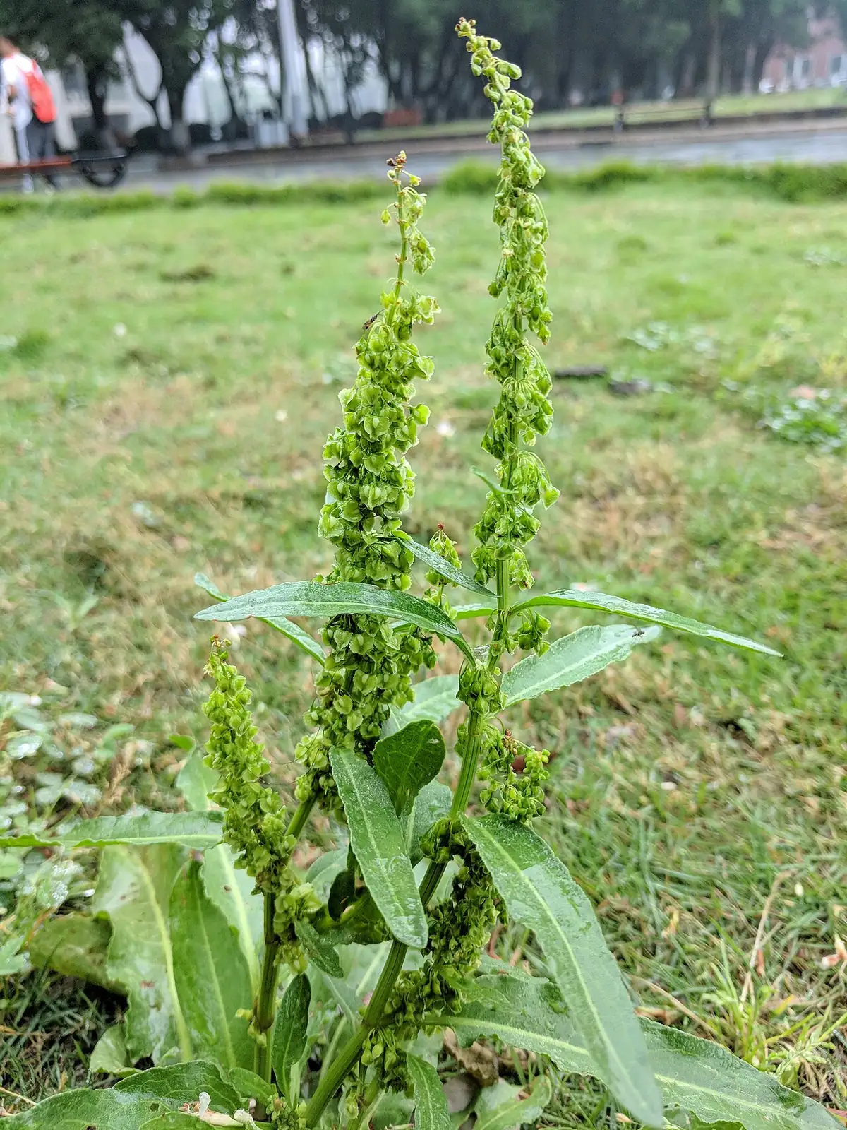 羊蹄 (Rumex japonicus) — 更多视角