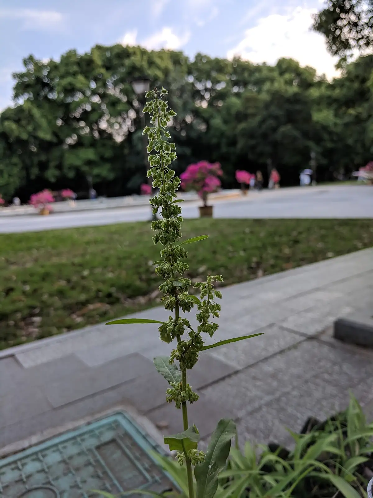 羊蹄 (Rumex japonicus) — 更多视角